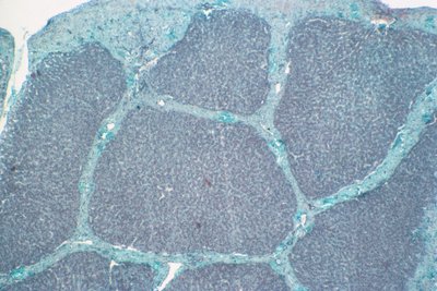 Liver Tissue by Unknown